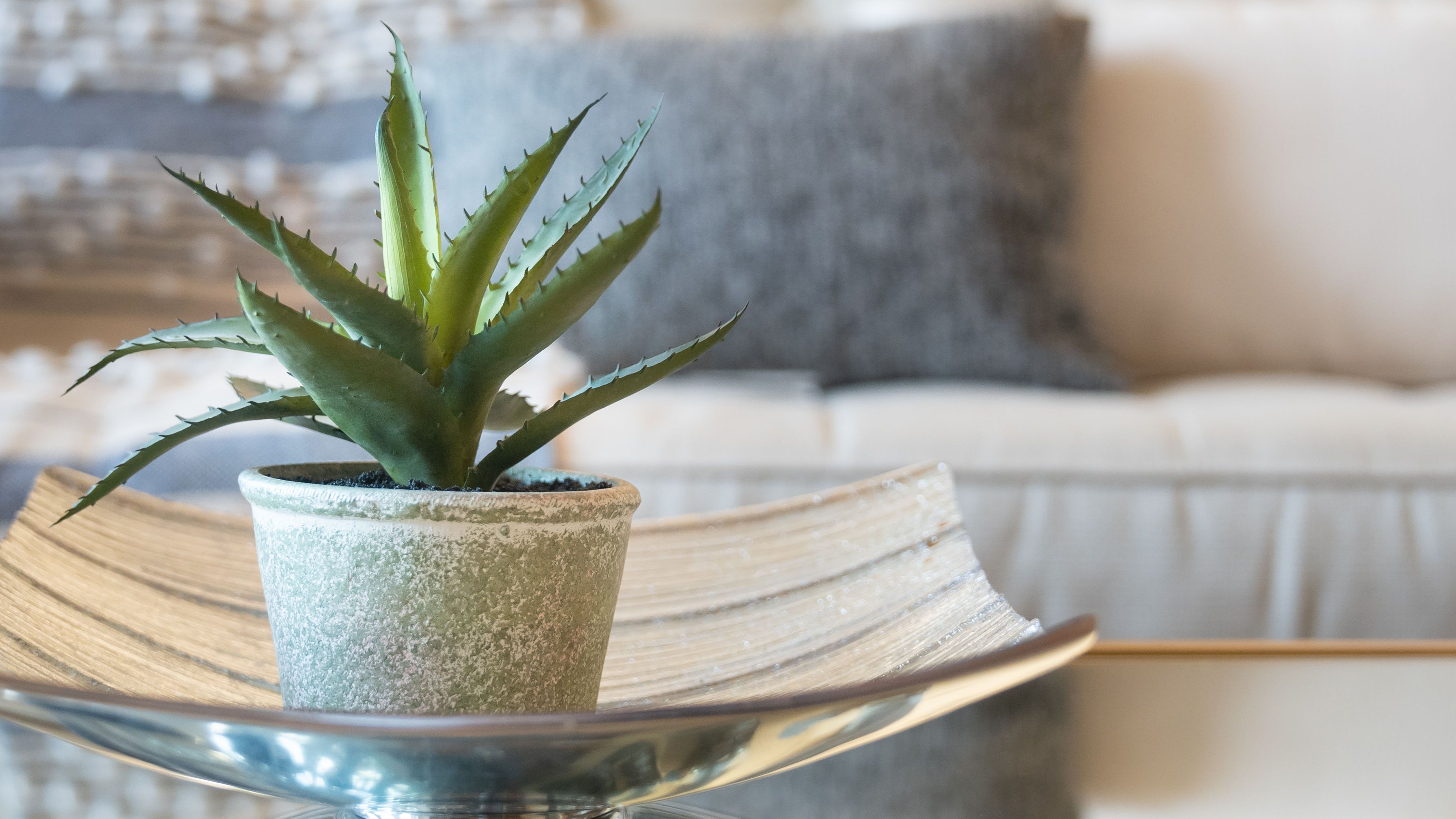 How to care for an aloe plant — 7 tips you need to…