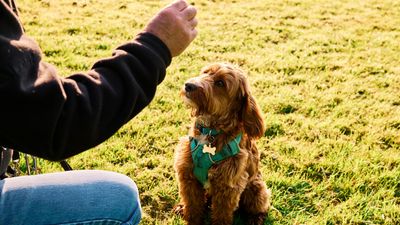 Expert shares 3 ways to improve your dog’s focus (and make training so much easier for you)