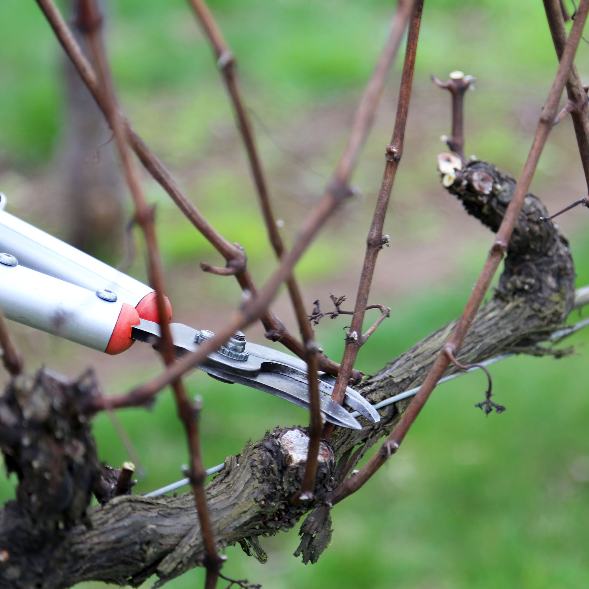 RHS gardening expert reveals the trick to pruning in…