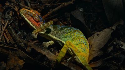 Watch chameleon erupt in color 'as if uttering her last words' in her final moments before death