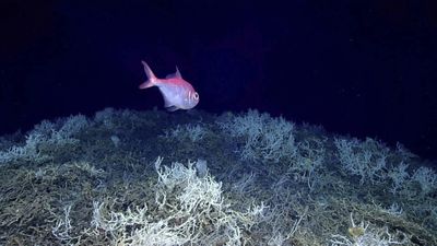 World's largest deep-sea coral reef found lurking beneath the Gulf Stream 'right on the doorstep' of US coast