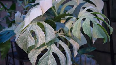 Best variegated indoor plants – 4 varieties with an unusual aesthetic