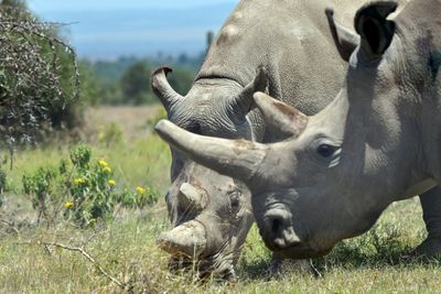IVF Breakthrough Could Revive Nearly Extinct Rhino Species