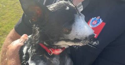 Black Diamond in the rough: chihuahua emerges from ruins of Singleton house fire