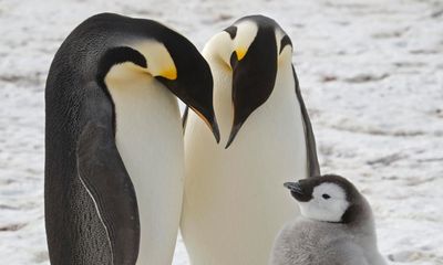 New emperor penguin colonies discovered in Antarctica after guano spotted from space