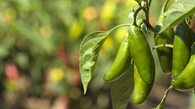 How to grow jalapeno peppers and get an outstanding crop of flavorful fruits