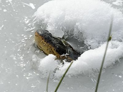 Texas cold leaves alligators frozen underwater, but still alive. Here's how