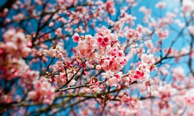 I see blossom in January – and feel a sickening swell of solastalgia