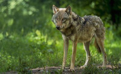 Court gives greenlight to paintballing pesky wolves in a Dutch national park