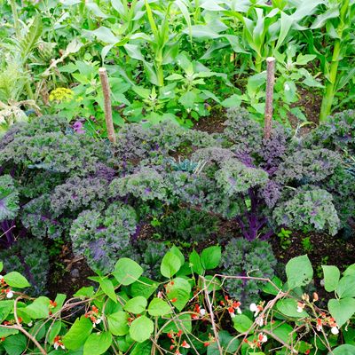 Vegetable patches are going purple – garden experts reveal the hero grow your own trend for 2024