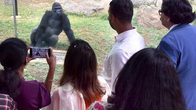 Gorilla facility launched at Mysuru zoo