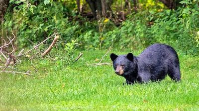 Straying sloth bear driven away to Neykuppa forest in Wayanad