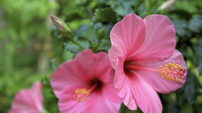 How to grow and care for hibiscus – and add a touch of tropical to your backyard