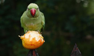 The green hooligans menacing our parks