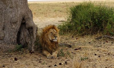 Lions making fewer zebra kills due to ‘chain reaction’ involving invasive ants