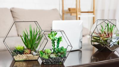 Best terrarium plants – 10 choices from indoor plant experts