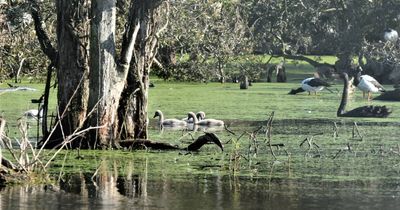 World Wetlands Day 2024: how wetlands and human wellbeing go hand in hand