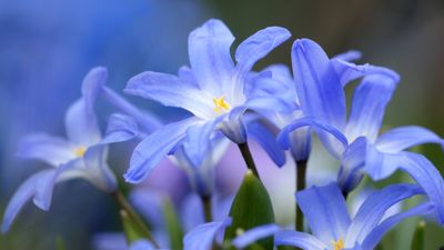 Glory of the snow care and growing guide – expert tips for these early blooms