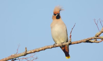 Spot the punk rockers: hope for waxwing boost in annual UK bird count