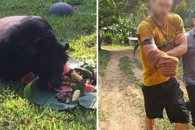 Man seriously hurt in Chiang Mai bear attack