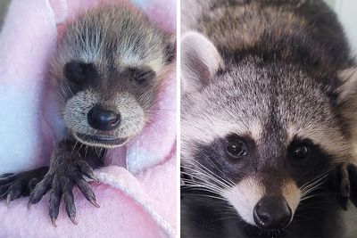 This Rescued Raccoon Fought For His Life Since The Beginning And Now He’s Thriving