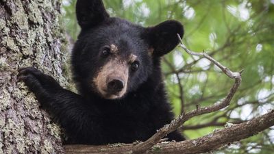 A dozen tourists caught mobbing bear cub for photos at Yellowstone