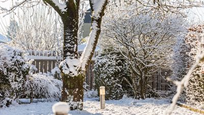 Experts reveal how to repair your yard after vicious winter storms