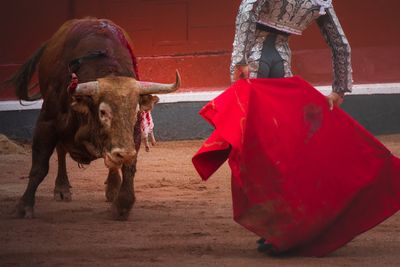 Bullfights Return to Mexico City; Animal Rights Activists Label It 'An Act of Absurd Cruelty'