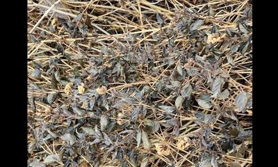 Can you spot the rattlesnake hiding after a fresh rain?