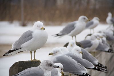 Seagulls move in with us for our food