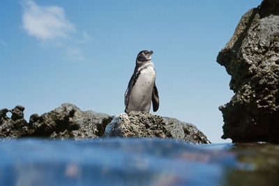 Microplastics reach Galápagos penguins
