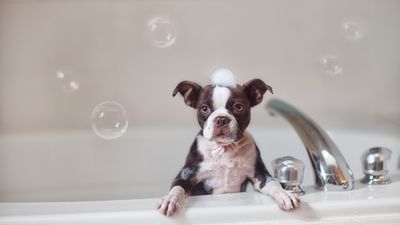 Make bathing your dog easier with these simple tips from an expert trainer