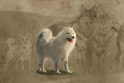 An Indigenous woolly dog went extinct in Canada. Could it be revived?