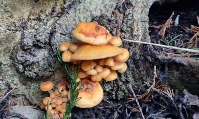 Young country diary: My excellent fungal find – the winter mushroom