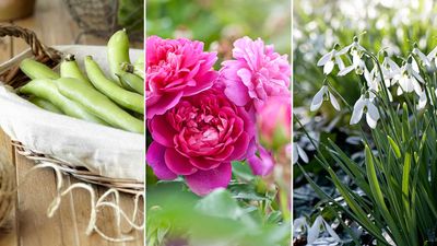 What to plant in February – 8 varieties you should sow or grow this month