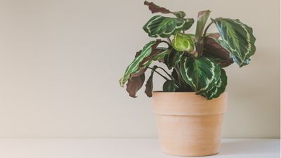 Calathea care guide – 5 expert tips on keeping these fussy houseplants happy