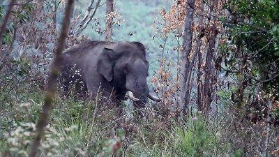 Man injured in wild elephant attack dies in Chinnakkanal