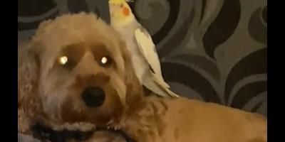 Beloved singing parrot reunited with owners and dog after disappearance