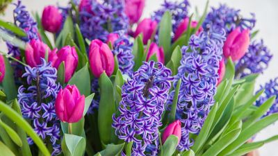 How to grow hyacinth bulbs in containers for a spectacular spring show