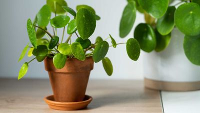 How to care for a Chinese money plant — 8 pro tips to keep them happy and healthy