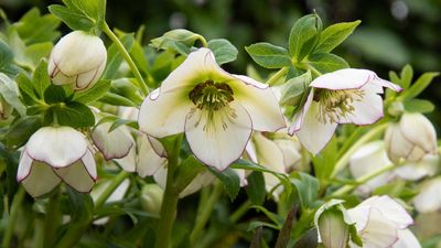 Are hellebores poisonous to pets? Expert advice for keeping your furry friends safe