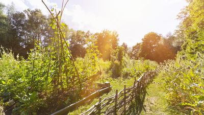 How to enclose a wild-ish patch – and transform a natural area of your yard