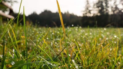 What is lawn rust? Expert advice for easily preventing and treating the issue