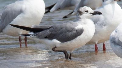 In a first in the country, laughing gull from North America spotted at Chittari estuary in Kasaragod