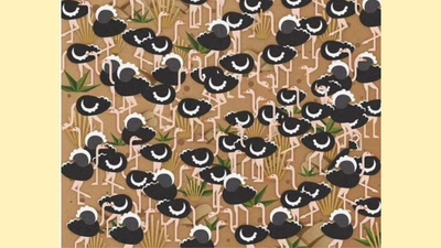 Optical Illusion: Only the one with razor-sharp vision can find an umbrella among ostriches
