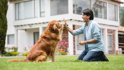 32 ways for improving your relationship with your dog