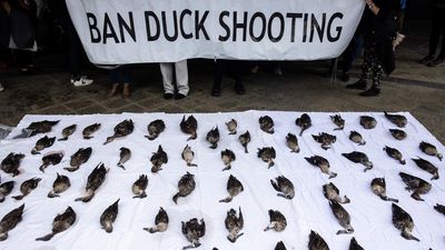 Victorian duck hunting season gets the green light