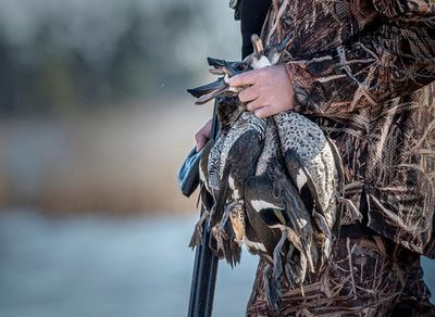 Victorian government under fire from animal rights advocates over rejection of duck hunting ban