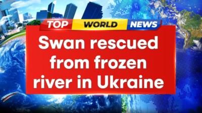 Rescuer falls in frozen river, saves stuck swan in Ukraine