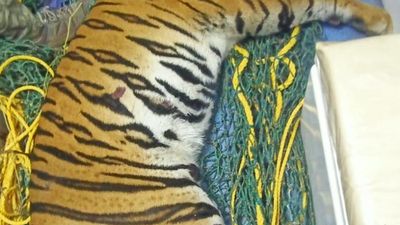 Tiger killed by a speeding vehicle near Mysuru airport